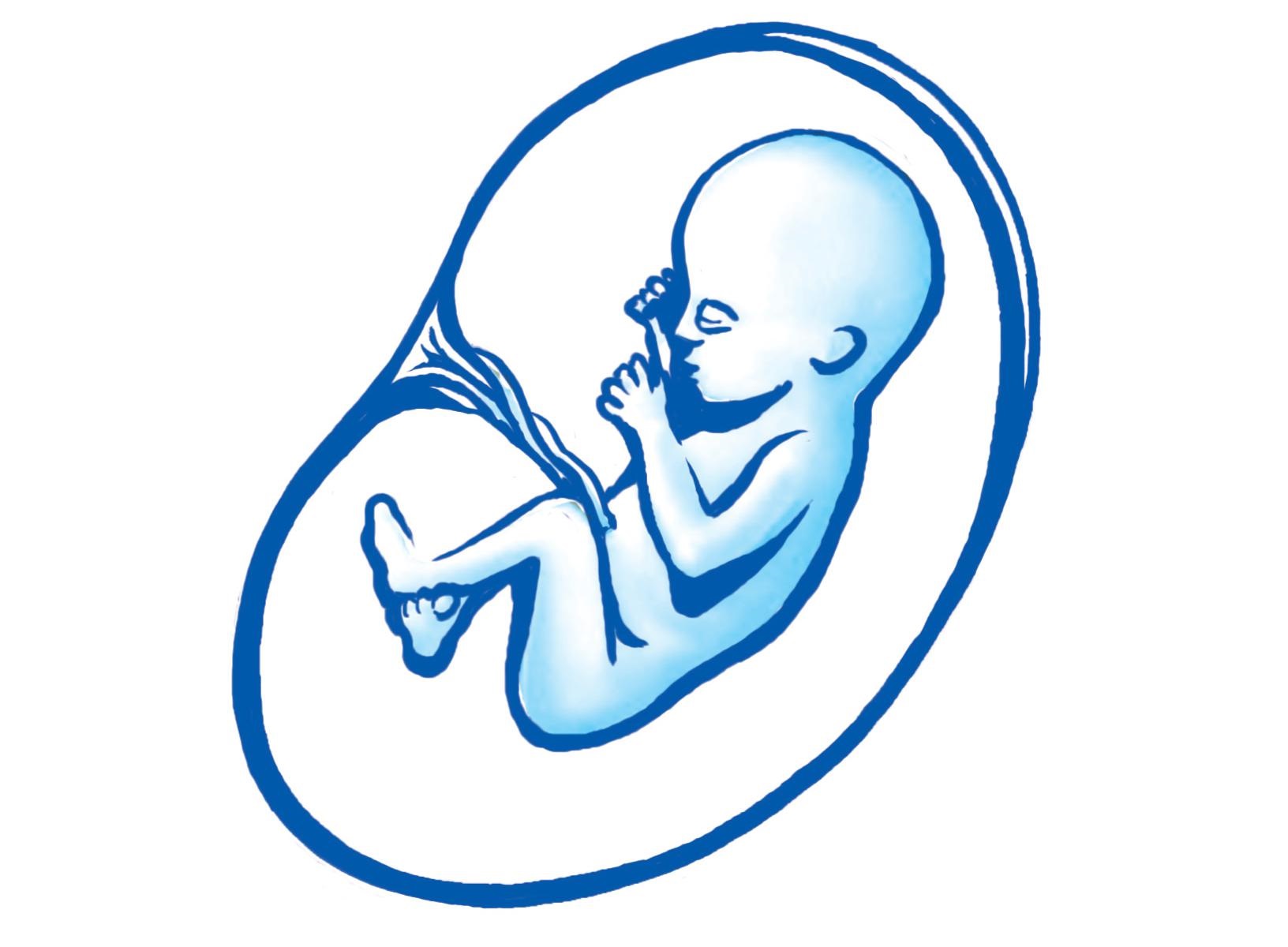 17. týždeň tehotenstva