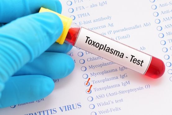 Toxoplazmóza a tehotenstvo